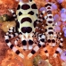 shrimp_coleman_bhr_tam_v_0369_bal6231.jpg
